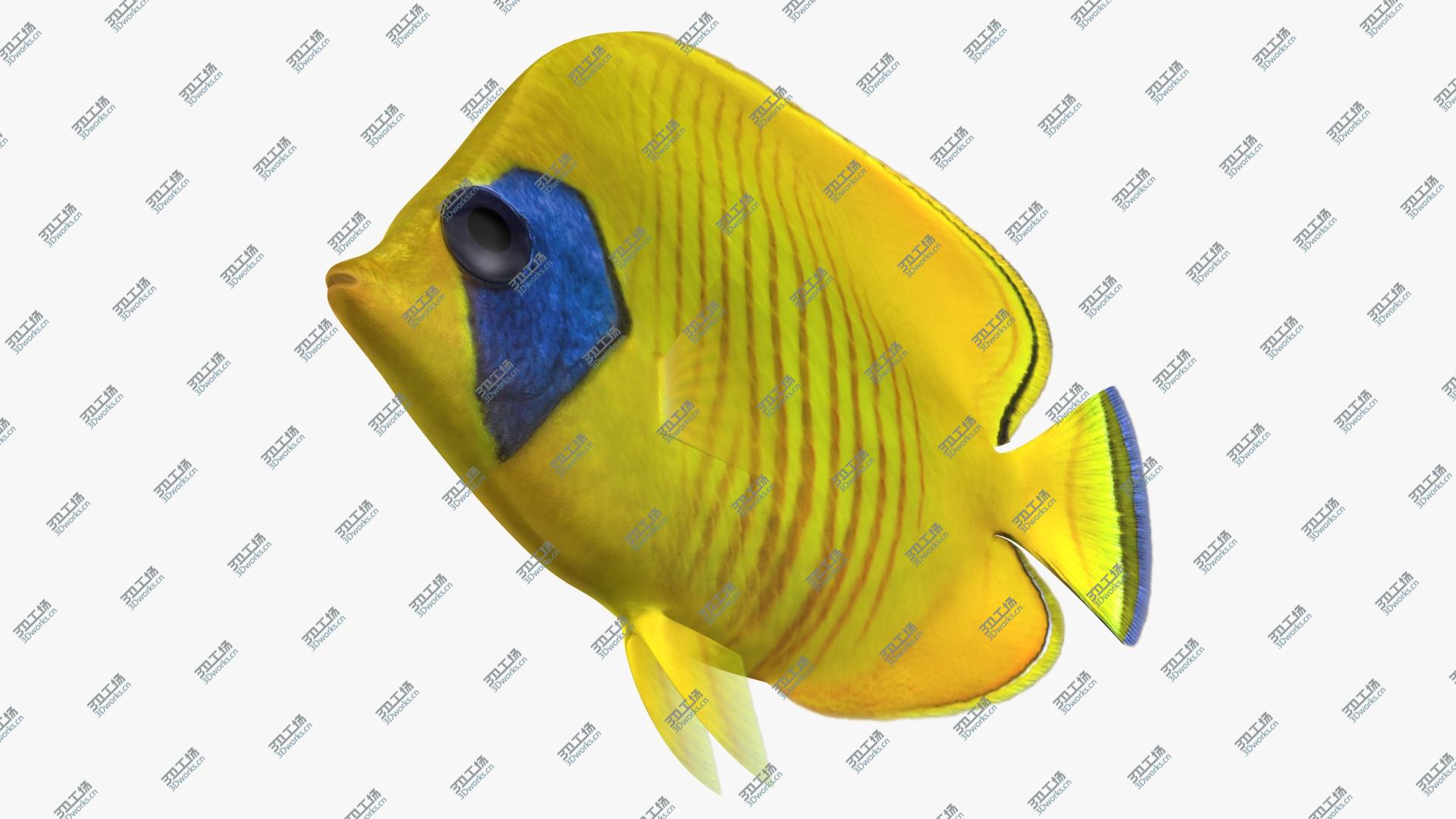 images/goods_img/202105074/Bluecheek Butterflyfish (Animated) 3D model/5.jpg